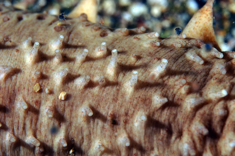 Oloturia sp